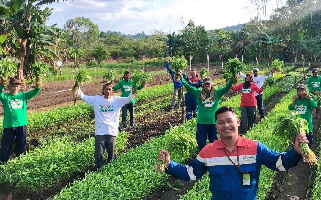Petani Sulap Lahan Gambut jadi Pertanian Holtikultura Semi Organik