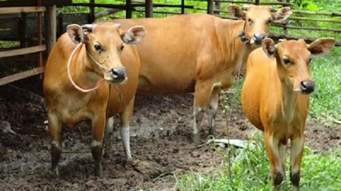 IB Diharapkan Tingkatkan Populasi Sapi di Kutim