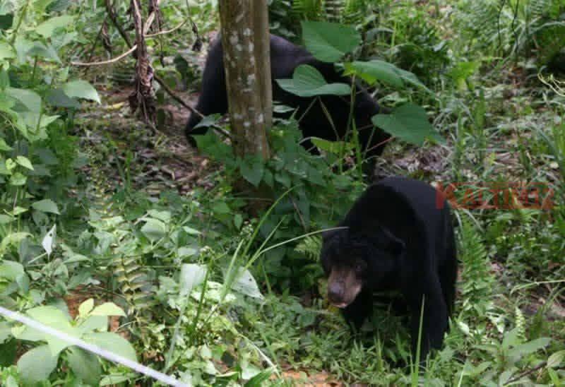 Diduga Induk dan Anak, Beruang Madu Makin Sering Muncul di Permukiman Warga